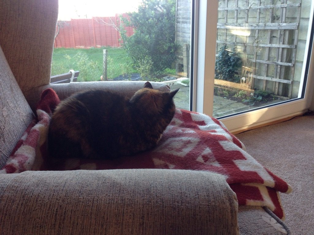 Greebo (cat) looking out into the garden.